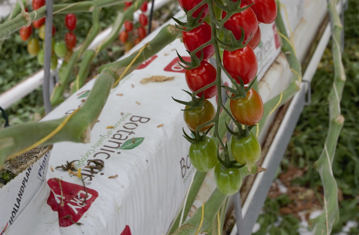 LEAF_Farming's tweet photo. 📢New BLOG! 📢
@LucyRedmore reflects on how LEAF works with #CorporatePartner @BotanicoirLtd to drive shared #sustainabililty objectives, stimulate #innovation and harness expertise. #IntegratedFarmManagement #LEAFMarque #ClimateAction #APSgroup 🤝🌍🌱
👉https://t.co/qunSEpenob https://t.co/rhKw6qUO72