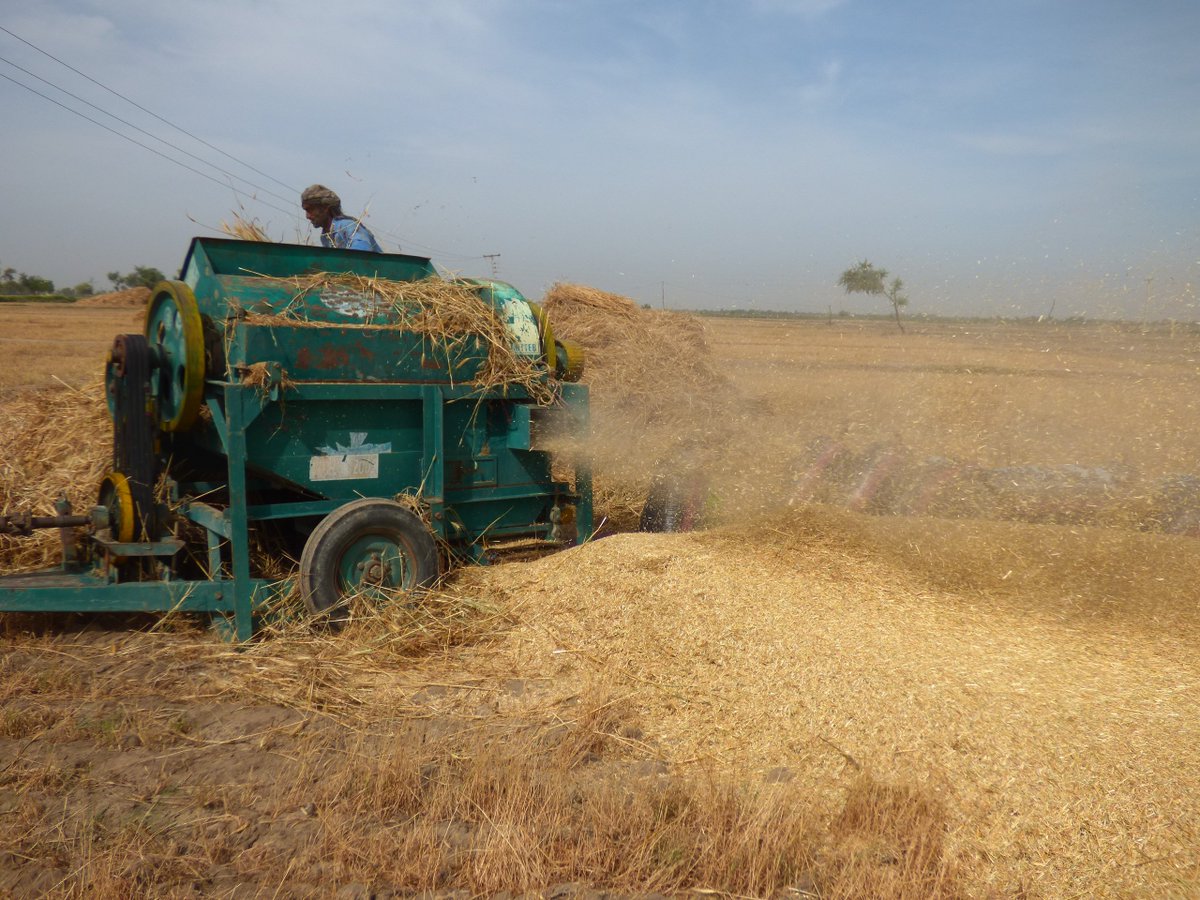 mmatalpur's tweet photo. #WheatThreshing
The wheat has been sown now and these pictures are of a past season.
It is quite a strenuous task but is life giving for we survive on food grains.
The government here buys foreign wheat at a higher cost but refuses to raise its price here which would help many. https://t.co/8nCOZi0DB8