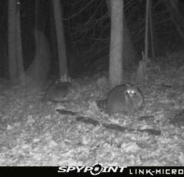 From my SPYPOINT Link Device. Gotta be the fattest coon I've ever seen