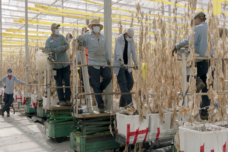 growernews's tweet photo. Peter Quiring, Nature Fresh Farms, describes the temporary shutdown of the greenhouse June 30: “It’s like jumping out of a highly-tuned formula car at full speed and hoping nothing happens to the car.” Link to video: https://t.co/MN0sDqnjMY @Nature_Fresh https://t.co/JbnxFtciQa https://t.co/WYhnHE5HJX