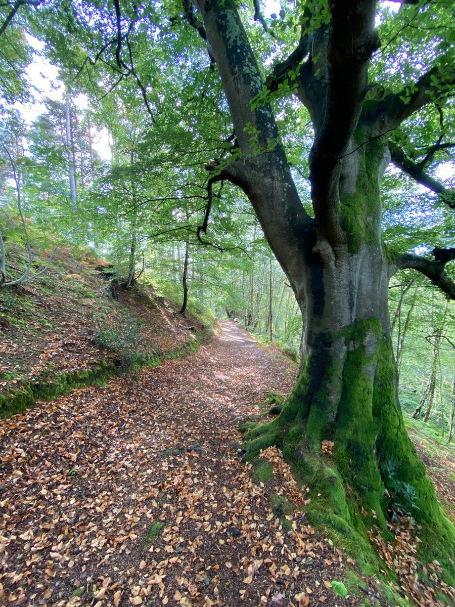 MillandVols's tweet photo. Silent sentry. #Chithurst https://t.co/6YD1j11nk4