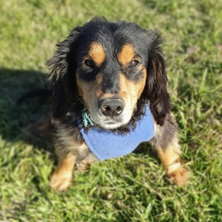 elcampito's tweet photo. Malik es inválido, pero ¿acaso eso hace que tenga menos chances de irse a un hogar?
Sabemos que no.
Él es un enano hermoso, bueno, mimoso, dulce.
Es el perrito ideal para dormir siestas abrazados💞
Dale la familia que tanto se merece.
Escribinos a➡️ adoptantesdelcampito@gmail.com https://t.co/ErGg5GNMld