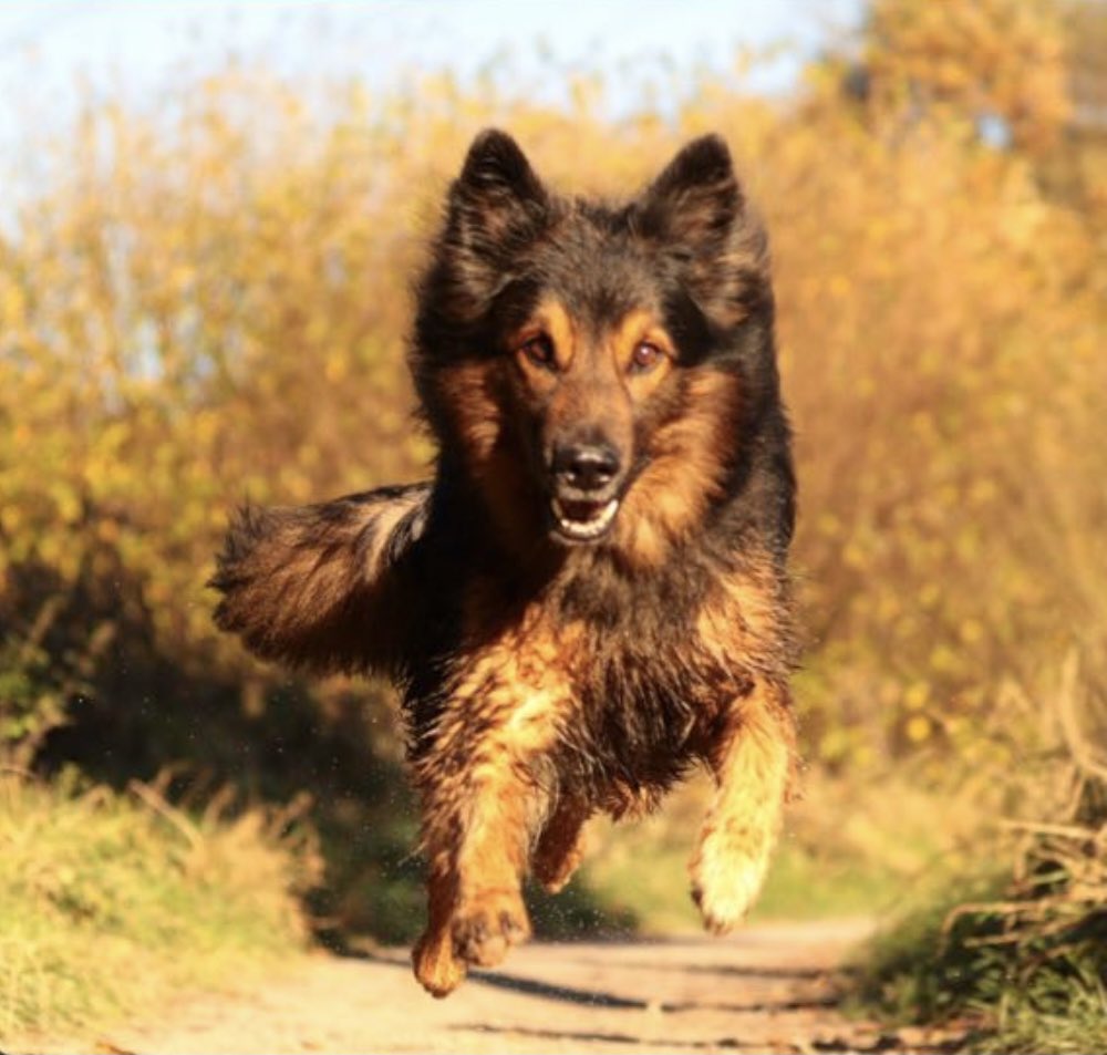 MiSchoMe's tweet photo. Wow. The most beautiful dog in action. Gonna see this #furbabe on Saturday. #superstoked https://t.co/NA11jTdJMs