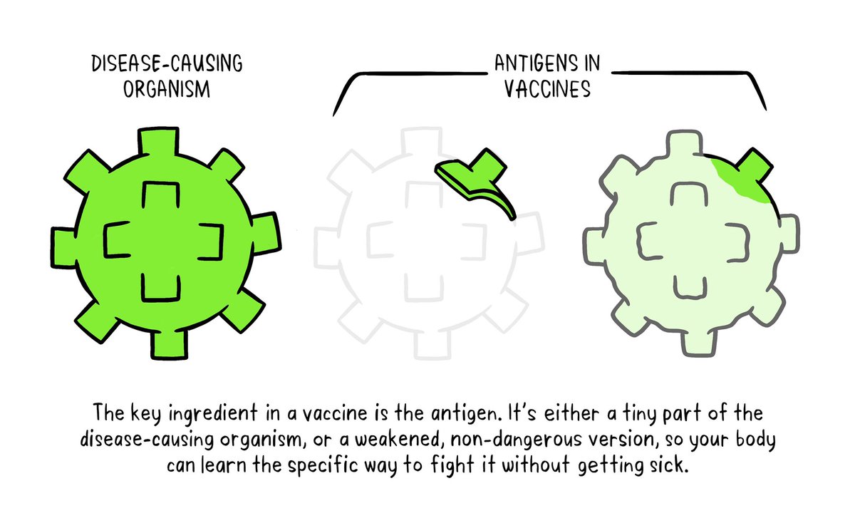 Antigen is the  ingredient in a vaccine. It's either a tiny part of the disease-causing organism, or a weakened, non dangerous version. It's tiny enough that our body can learn to fight the virus without getting sick. Learn more  http://bit.ly/2TPACiE   #VaccinesWork