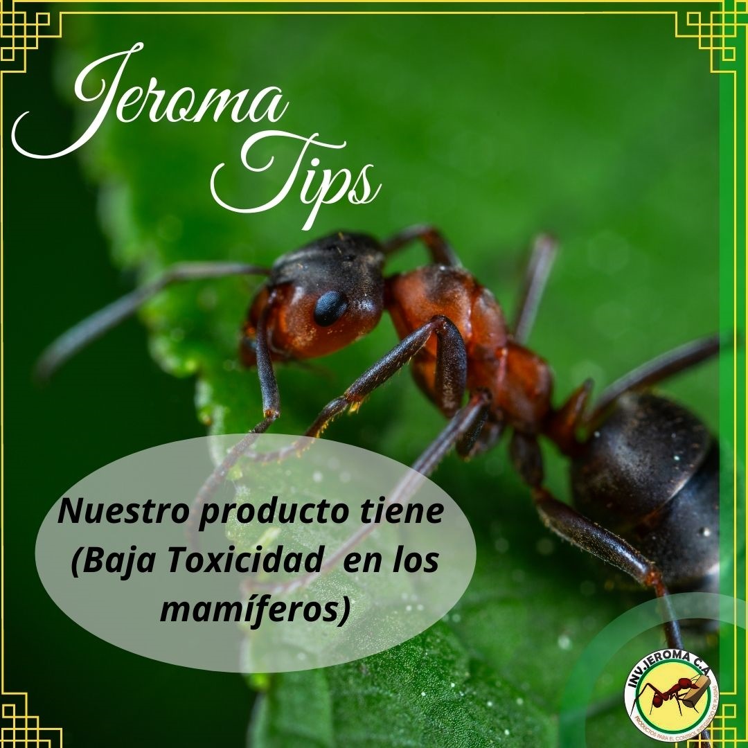 InversionJeroma's tweet photo. Sabías que.... nuestro plaguicida para el control de plagas Anti Ant, tiene baja toxicidad en mamíferos, siendo una gran ventaja al momento de utilizarlo.
#jeroma #jeroma #inversiones #plaguicidas #ant #hormiga #cortadora #nido #pallets #fipronil #hojas #venezuela #agricola https://t.co/88AJjP1RTO