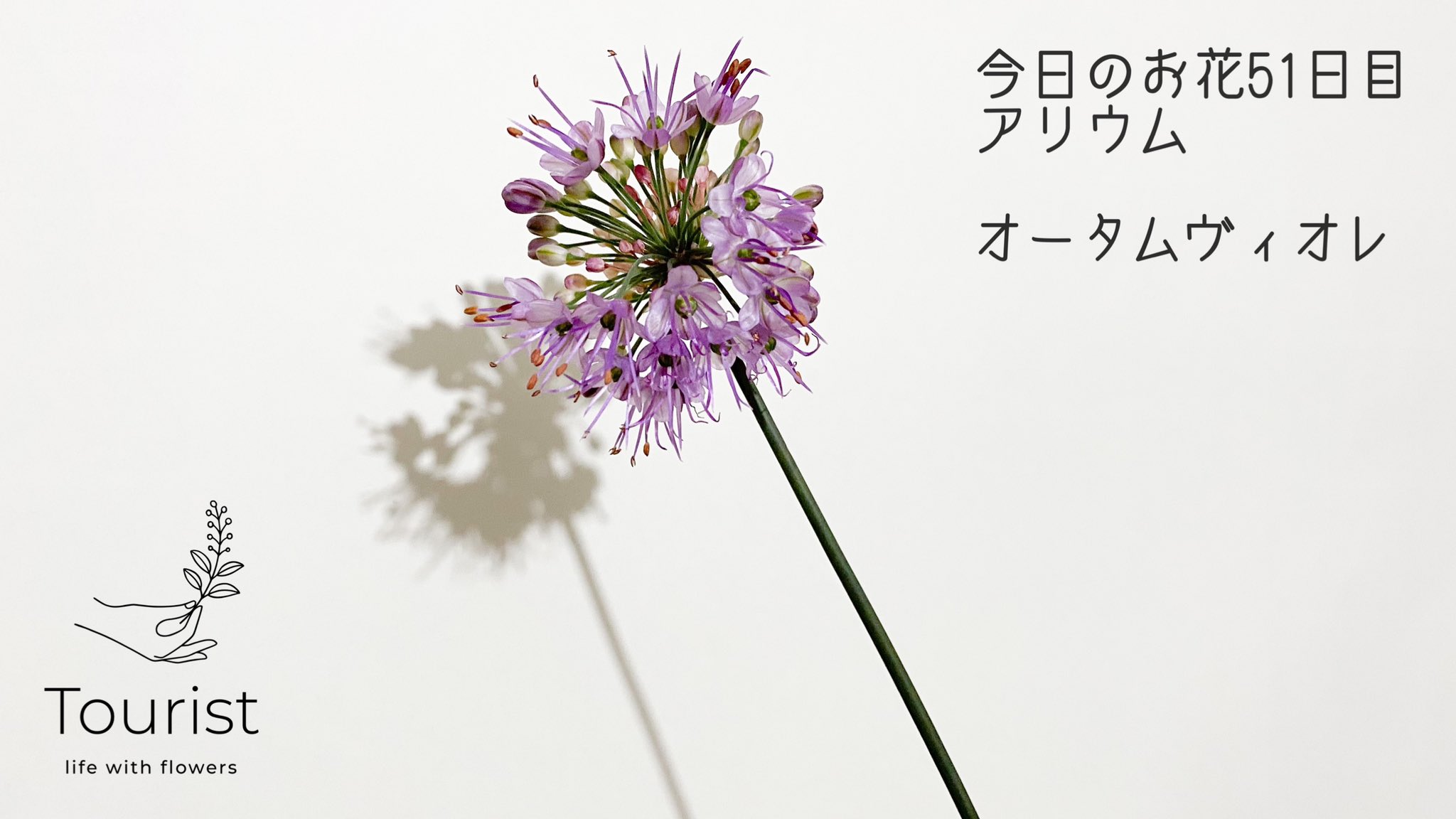 渡邉 友里 フラワーデザイナー 情景を切り取る花屋tourist アリウム といえば ほかにも直径10cmを超え密度高く小花が集まる ギガンジューム 大ぶりの白の花が放射状に咲く コワニー くねくねの硬い茎が個性的でコンパクトに咲く 丹頂 神秘的な