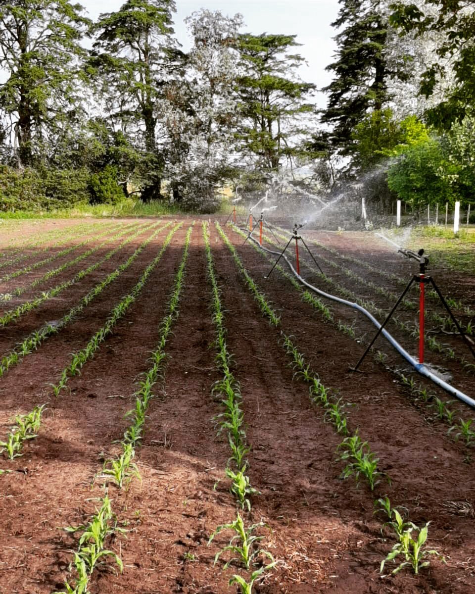 AgrarSur's tweet photo. #CrafTeam ... inventos que salen bien
#DreamTeam #Riego #Irrigation #Maíz #CultivoDeVerano #WaterWorks #Paisaje #CampoArgentino https://t.co/Gqm6ak7adB