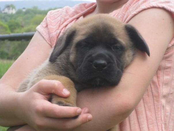 PFTCommenter's tweet image. This morning I said goodbye to my  best friend and very good boy Leroy. I was lucky enough to get to spend 12 and a half years with him. He was an amazing dog and I’m gonna miss him more than I can possibly say. Give your pups big hugs for him please. Love you buddy ❤️