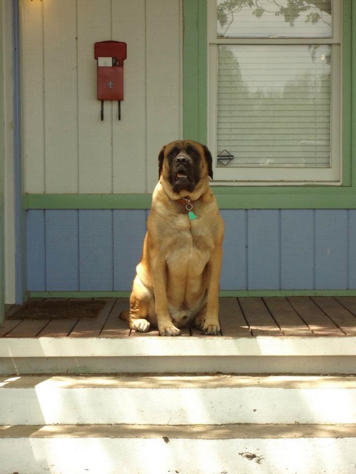 PFTCommenter's tweet image. This morning I said goodbye to my  best friend and very good boy Leroy. I was lucky enough to get to spend 12 and a half years with him. He was an amazing dog and I’m gonna miss him more than I can possibly say. Give your pups big hugs for him please. Love you buddy ❤️