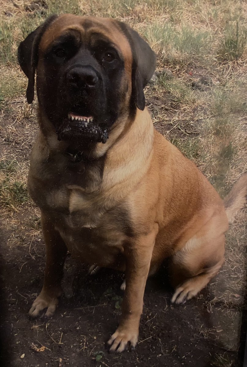 PFTCommenter's tweet image. This morning I said goodbye to my  best friend and very good boy Leroy. I was lucky enough to get to spend 12 and a half years with him. He was an amazing dog and I’m gonna miss him more than I can possibly say. Give your pups big hugs for him please. Love you buddy ❤️