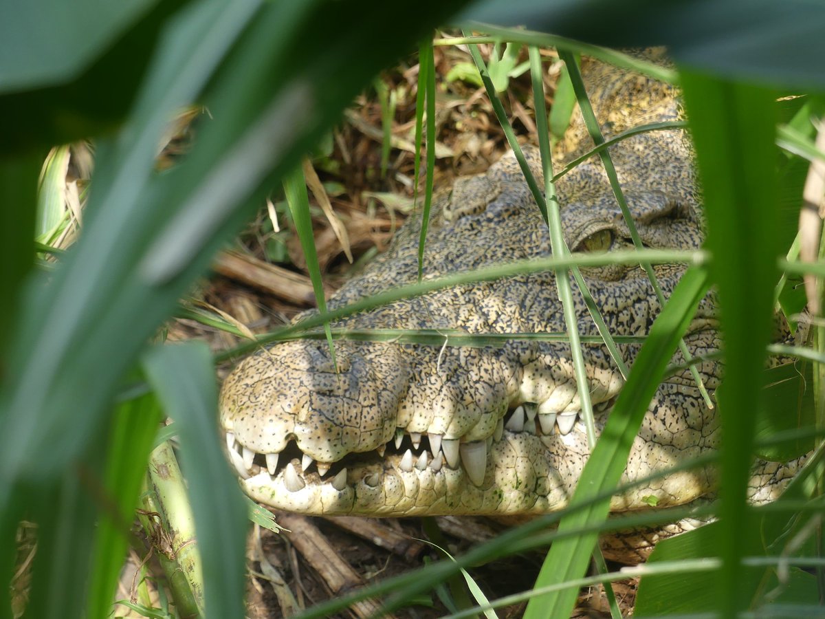 LimbeWildlife's tweet photo. #TriviaTuesdayAnswer!
You guessed it! The scaley critter was:
The Nil Crocodile!! ๐
What was your guess?
#DYK #DidYouKnow #conservation #cameroon #wildlife #monkey #saveourspecies #protectwildlife #TriviaTuesday #crocodile https://t.co/jDxaGHwZYG