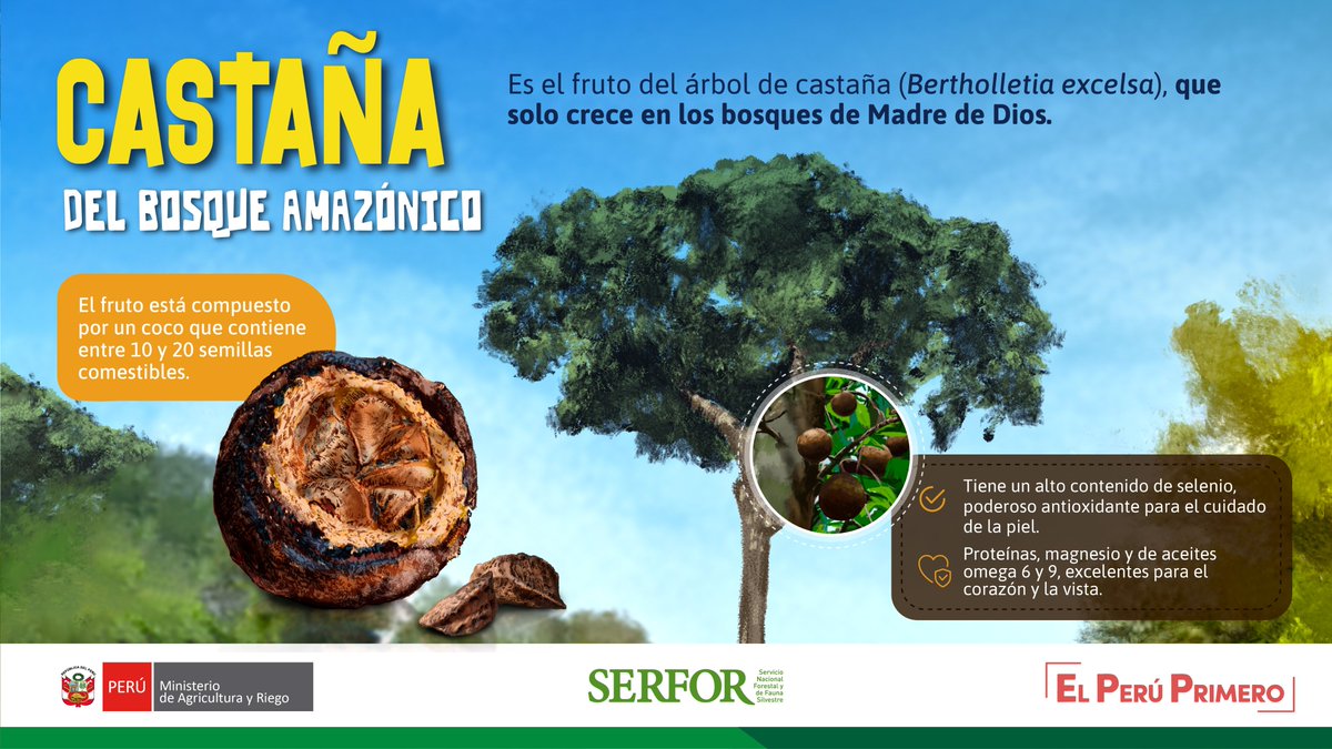 SerforPeru's tweet photo. ¡De Madre de Dios para el mundo! 
🌰El snack favorito de muchos, es también el principal producto forestal no maderable del Perú por su gran impacto socioeconómico. Las castañas son deliciosas en diversas formas: peladas, en chocolates, en aceite, y más. https://t.co/9lGrCCPdh3