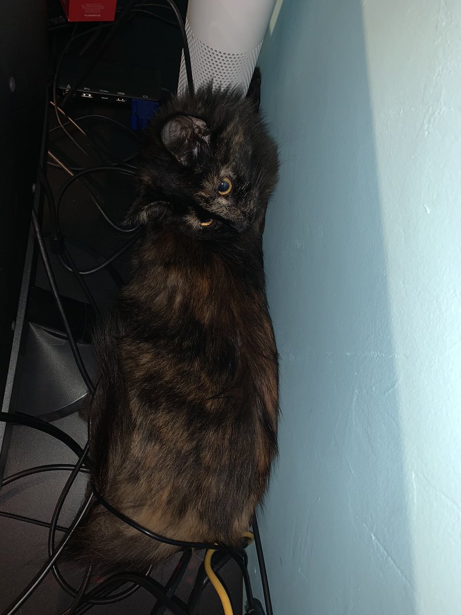 MarketingShire's tweet photo. Uh oh, our meowketing manager doesn’t seem to be too impressed with the home office move! 

Hopefully an order from @PetsatHome might up her spirits. 
Any recommendations on presents for grumpy kittens? 

#shiremarketing #petsathome #cats #workingfromhome https://t.co/o4sm9Rsj4e