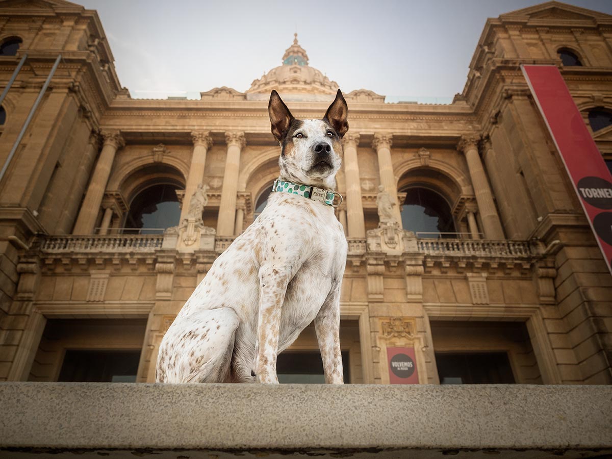 turismocan's tweet photo. ✨Nueva experiencia turística dog friendly: Sesión de fotos con #perro en lugares turísticos de #Barcelona✨ Llévate un recuerdo muy especial de tu viaje a la ciudad condal: una sesión de fotos profesional junto a tu peludo!
https://t.co/EgxxiZKpFO
#viajarconperro #dogfriendly https://t.co/jJX1EkV8hD