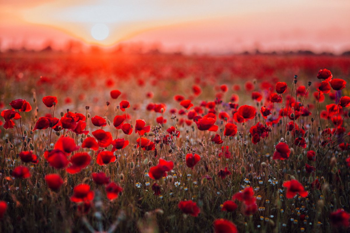 Thank you to all of our heroes — present and past. Lest we forget, their sacrifice and selflessness in dark times are a shining light that we must all aspire to.

#Remember