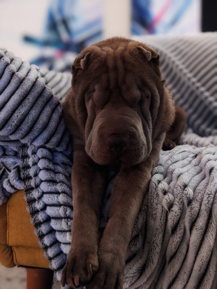Stefan24Frei's tweet photo. Happy #WrinkleWednesday https://t.co/scyHYTLxsh