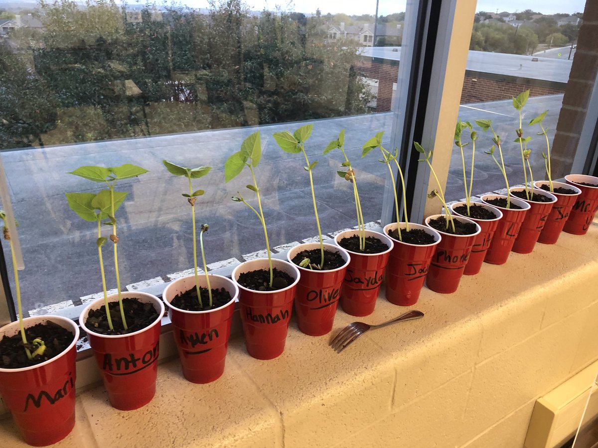 MrMurnin's tweet photo. @NISD @NISDMurnin @NISDScience our plants have made extreme progress in 2 weeks!! We are gardeners and we understand the lifecycle and needs of plants !! #science #gardenlife #pollinatorprotectors https://t.co/khv7YwLDzz