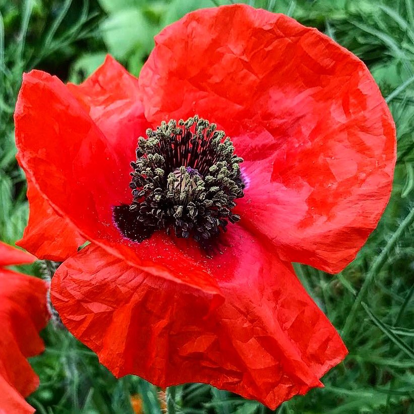 EmmanuelTouhey's tweet photo. In remembrance. #ArmisticeDay #VeteransDay #redpoppy #poppyfields #fieldsoffrance https://t.co/SuIMwyyOyG