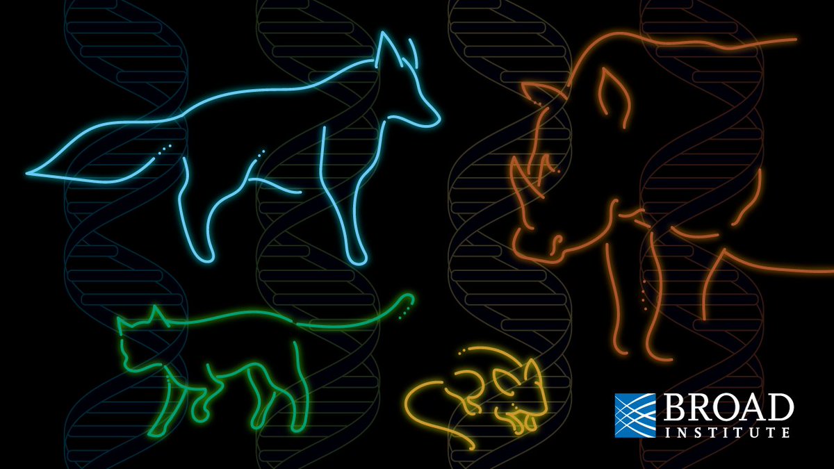 An international effort called Zoonomia Project has released the largest dataset of mammalian genomes, aimed at advancing both human health research and biodiversity conservation, also revealed species at risk of extinction. broad.io/Zoonomia
