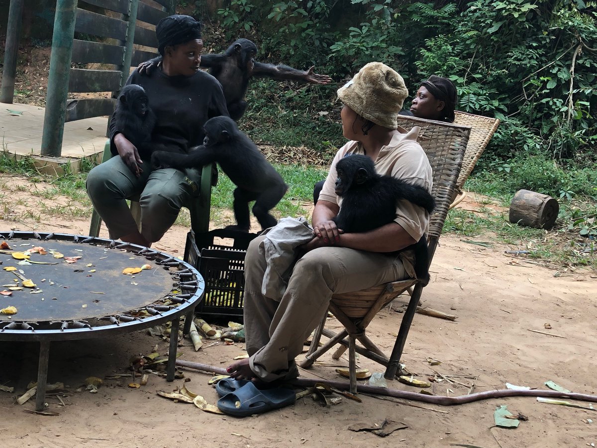 Thanks for coming to my Twitter talk. I’ll end the way I ended my trip to DRC, with a trip to see bonobos. Thanks again to  @AAASKavli & hurray for my talented colleagues listed here. Check out their work!  https://sjawards.aaas.org/news/2020-aaas-kavli-science-journalism-award-winners-named