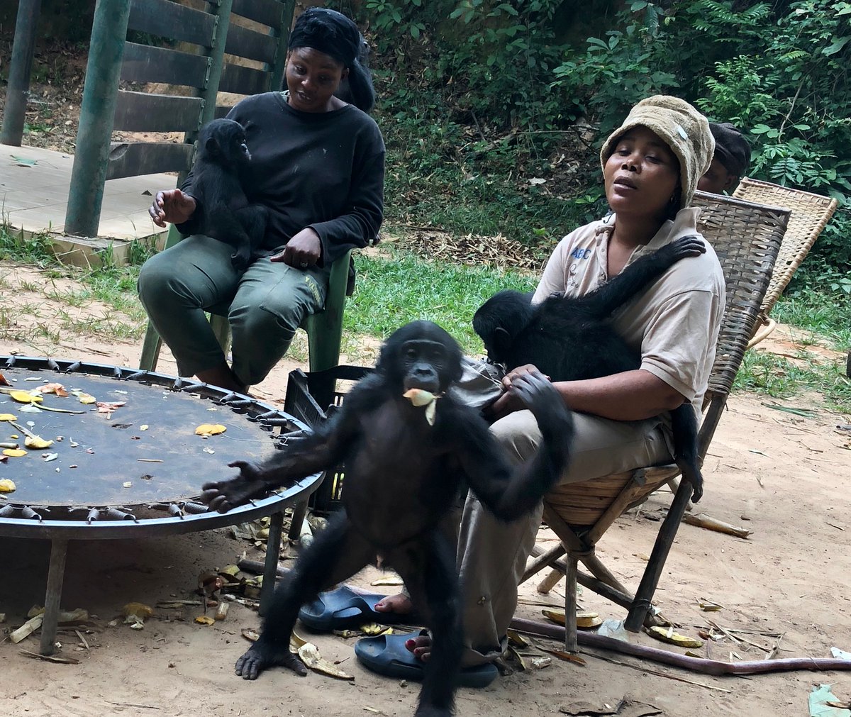 Thanks for coming to my Twitter talk. I’ll end the way I ended my trip to DRC, with a trip to see bonobos. Thanks again to  @AAASKavli & hurray for my talented colleagues listed here. Check out their work!  https://sjawards.aaas.org/news/2020-aaas-kavli-science-journalism-award-winners-named