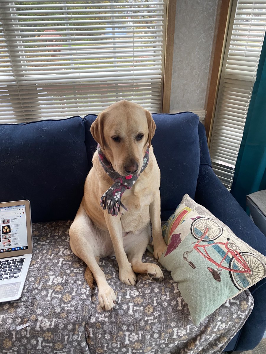 This is Wrigley- who thinks she’s a people #WeeklyWarriorWest