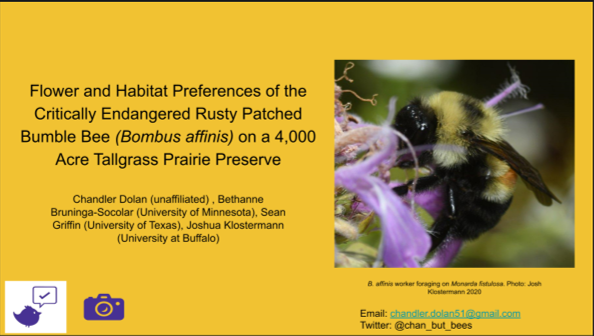 beepunstings's tweet photo. #EntSoc2020 Check out recent undergrad @northerniowa Chandler Dolan's @chan_but_bees talk on Bombus affinis observations @Nachusa Grasslands this summer! @SaveWildBees @fuzzybumblebee @leifr7 https://t.co/1EnKyik965