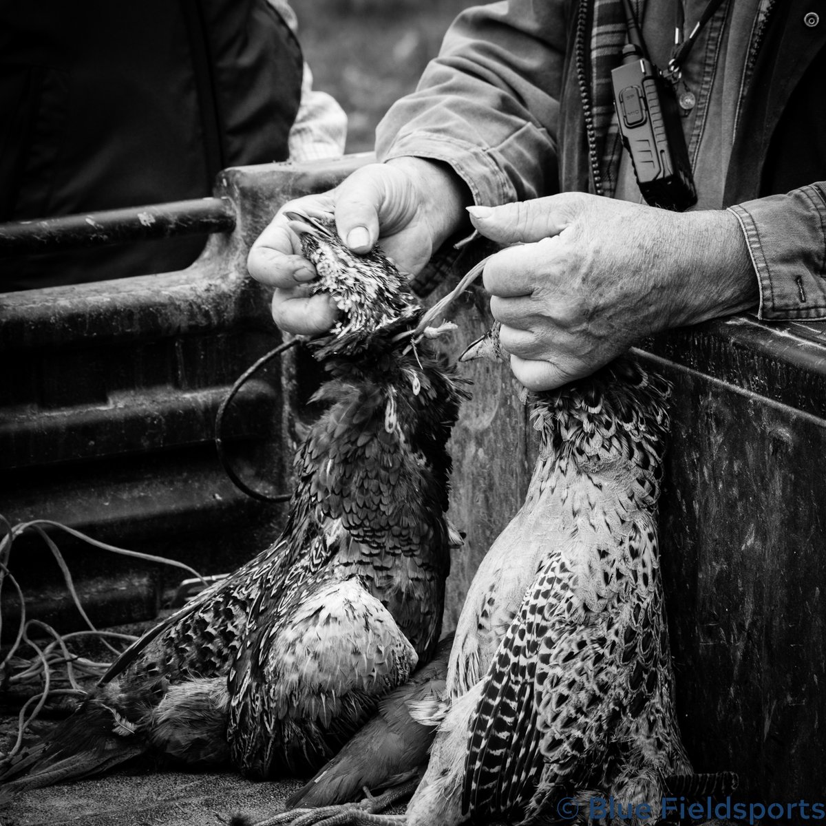 bluefieldsports's tweet photo. How do you cook your game birds? For some great ideas, take a look at the @gunroomtv James Golding On Game series!⁣

#game #cooking #gamebird #birds #pheasant #grouse #rabbit #beretta #shotgun #12bore #leadinthesky #fieldsports https://t.co/C2bxe1niOA