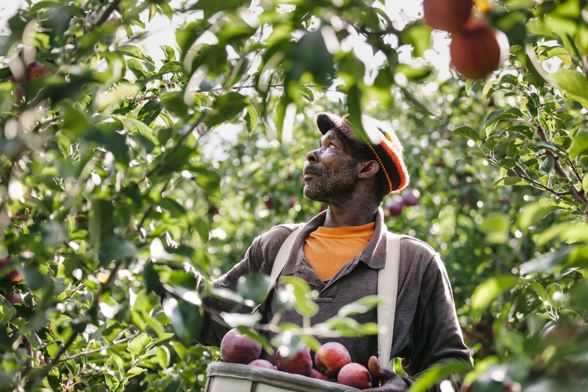 AdamDeTour's tweet photo. Trying to gather the last few apples before the season is complete.
#AdamDeTourPhotography
#Apples
#People
#Product
#Farms https://t.co/bJ4qIsUxNE