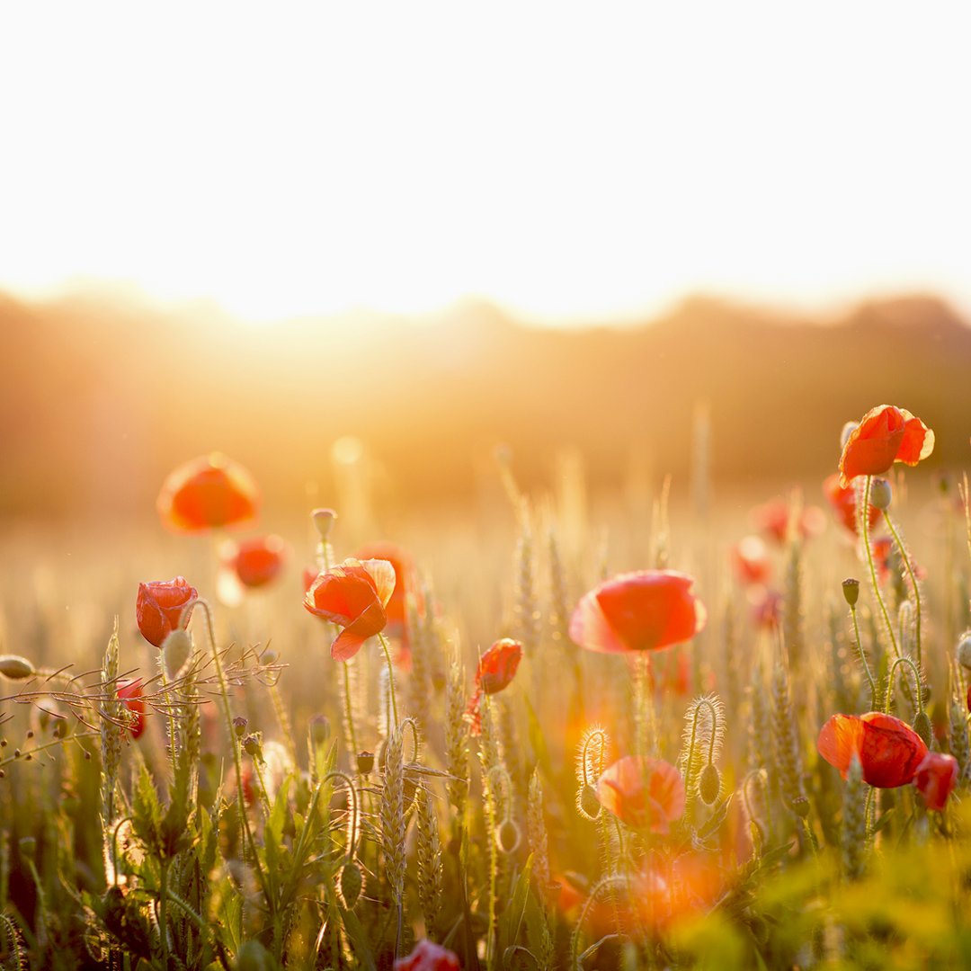 ecomax's tweet image. Today and every day, #WeRemember.