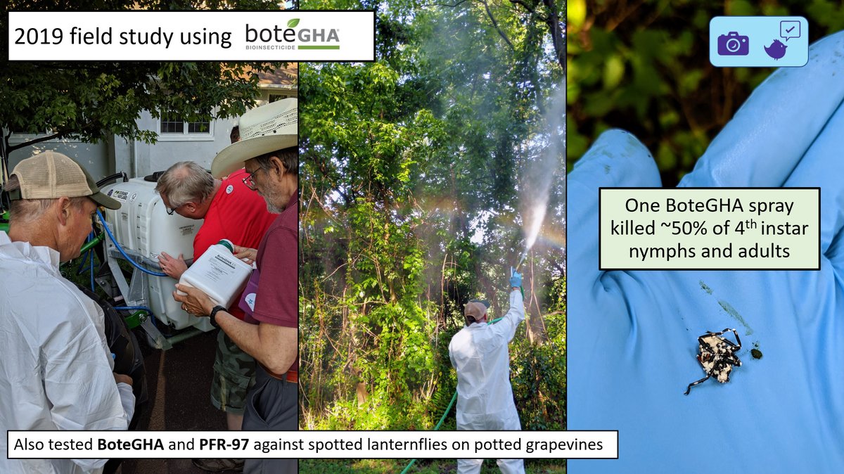 DoctorClifton's tweet photo. Here's a sneak preview of the first 4 slides from this talk
https://t.co/aCuJA9yfYs #EntSoc20 #spottedlanternfly #biocontrol #stopSLF https://t.co/tuXfrjuPfE