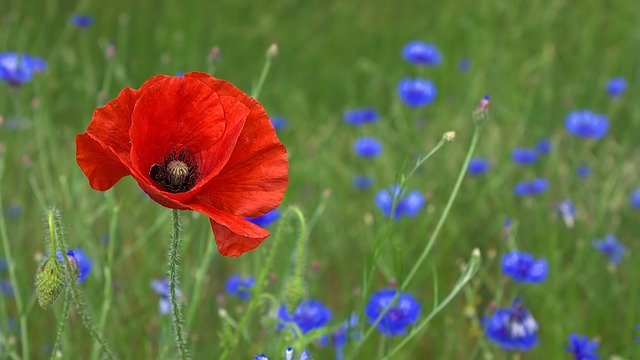 YEPeducation's tweet photo. For those who have sacrificed so much for their country or for those who came here to give their families a better life, we thank you. Let us help make your sacrifices worth it by helping you feel comfortable in your new country. 

#remembranceday #lestweforget #sacrifice https://t.co/YjqnZcc2lI