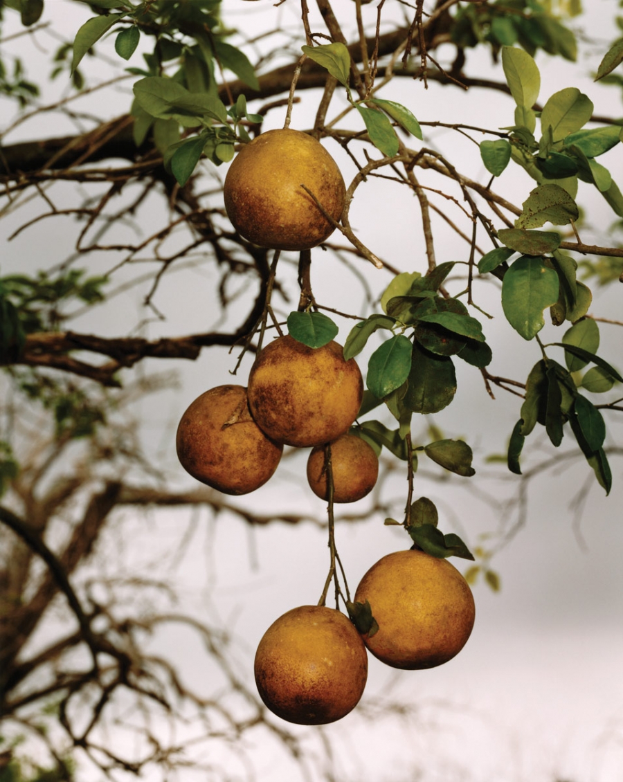 oxfordamerican's tweet photo. “My sons don’t believe me when I say there was ever a time they couldn’t pronounce the word orange.”

—@aimeenez shares the sweetness of her parents’ fruit trees in “Cara Cara Oranges.” Full piece at the link below. Photo by Roe Ethridge #PlaceIssue https://t.co/DIvYYfJuxs https://t.co/Qb2yJGeVGx