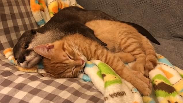 josh dun as otters: a thread