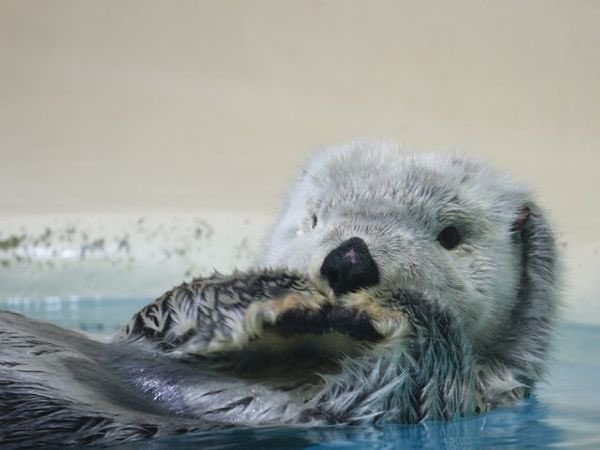 josh dun as otters: a thread