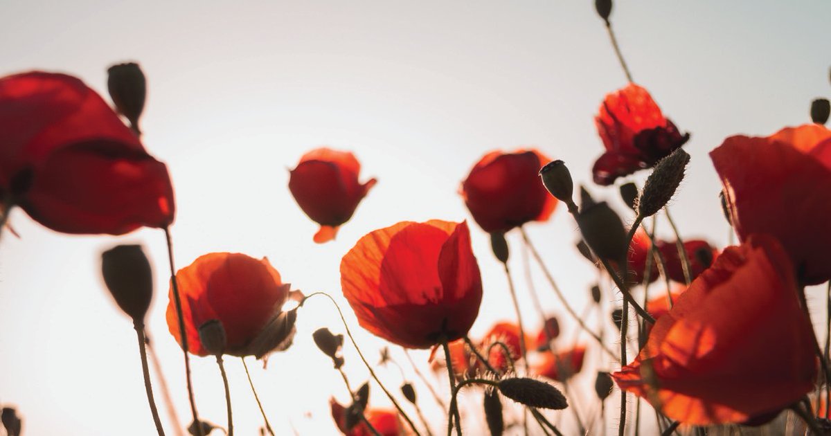 Lest We Forget. Today we remember all those who have sacrificed so much for our country and freedom. Thank you to all our veterans.