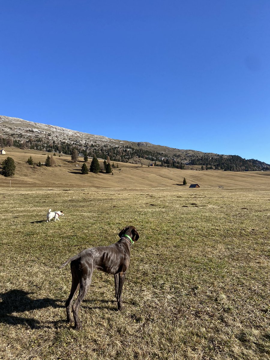 morellato13's tweet photo. #pratopiazza #dueamici🐕 #dueamiche #montagnemeravigliose #camminate felici # https://t.co/sf5gXS2RHd