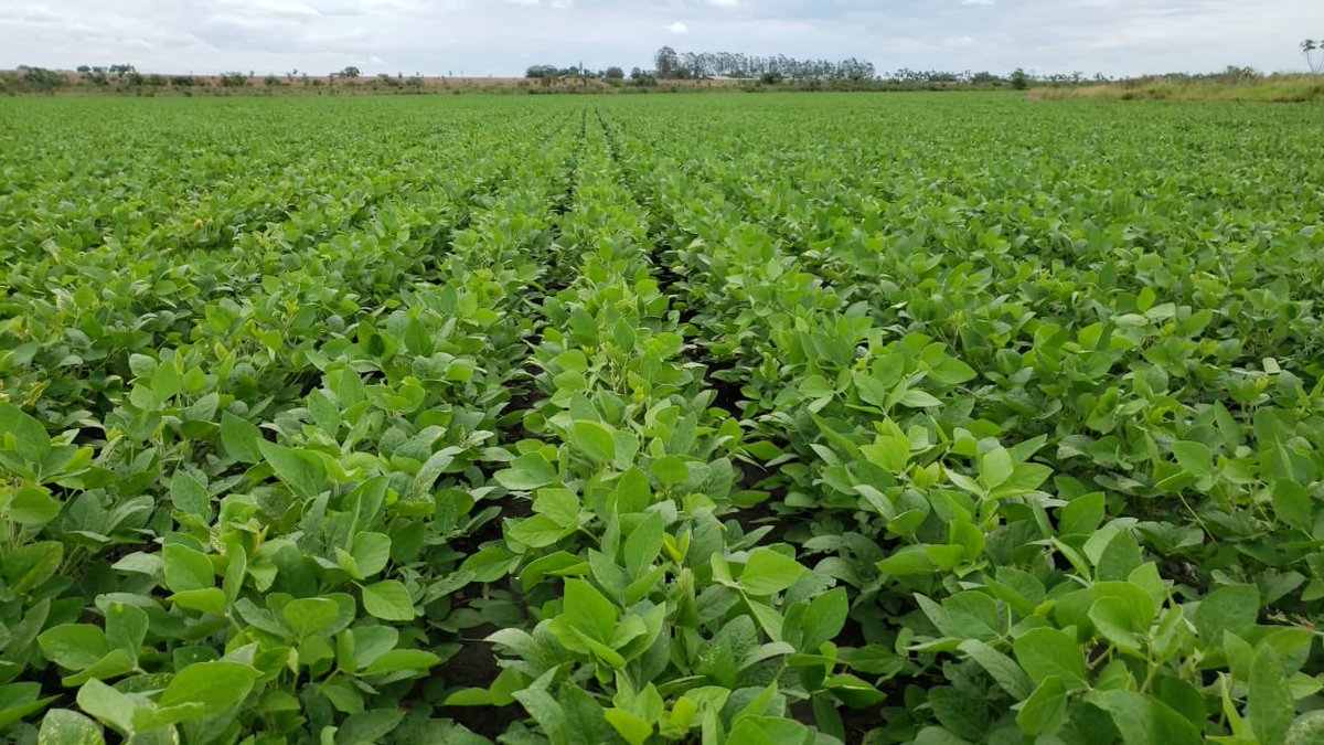 And it is growing and will be ready for harvesting in January. #agro #brazil
