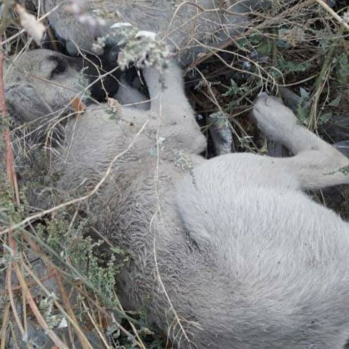 SimorgDernek's tweet photo. ÜÇ BEŞ HAYVANA SAHIP ÇIKAMAYNDAN NE VALİ OLUR? NE DE BELEDİYE BAŞKANI!!
@TCKonyaValiligi 
KANUNDAKI SORUMLULUĞUNUZU YERİNE GETİRMEDİĞİNİZ İÇİN ÖLÜYOR BU HAYVANLAR VE BİZLER KAHRIMIZDAN ÖLÜYORUZ!!!
BİZİM VERGİLERİMİZLE, BİZİM HAYVANLARIMIZI ÖLDÜREMEZSİNİZ!!! İSTIFA EDİN!!! https://t.co/gUCwzXlQ2h