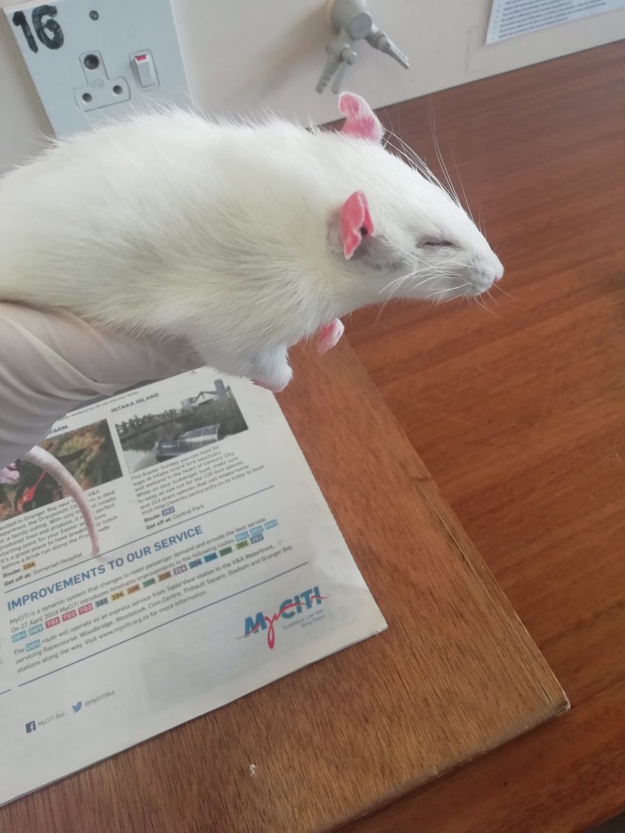 amylew_official's tweet photo. Interesting day at the lab๐ญ
#lablove #scientist #science #animals #dissection #natureconservation #conservationcourse #conservation #rat #cput #cputnatureconservation #student #southafrica https://t.co/JZhwqe3qwZ