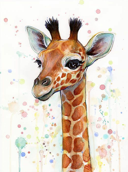 Infomanic2's tweet photo. Did u know: giraffe's spend 80% of the day by eating 😘
#AnimalRights 
#nature #WednesdayMotivation 
#wednesdaythought 
#saveanimalsservenature 
#earth #naturephotography 
#FactsNotFear #FactsMatter 
#facts #india #africa 
#UnitedKingdom
#UnitedStatesofAmerica follow @Infomanic2 https://t.co/qHJ9q7vNpN