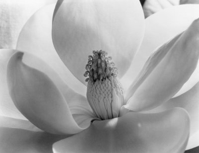 11) Imogen Cunningham (1883-1976).