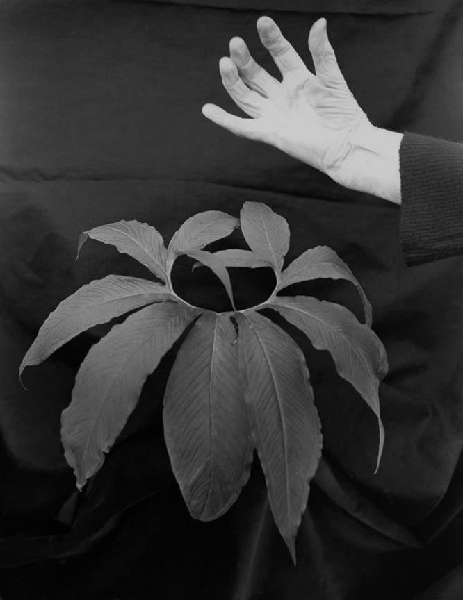 11) Imogen Cunningham (1883-1976).