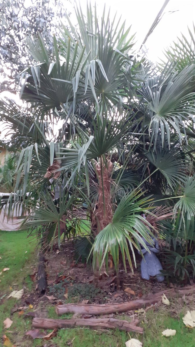 JmC4c's tweet photo. Trachycarpus takil (Kuamon).
#takil #kuamon #trachycarpus #palms #palmtrees #palm #palmtree #gardening #jungle #garden #exogarden https://t.co/hbYf51LsSC