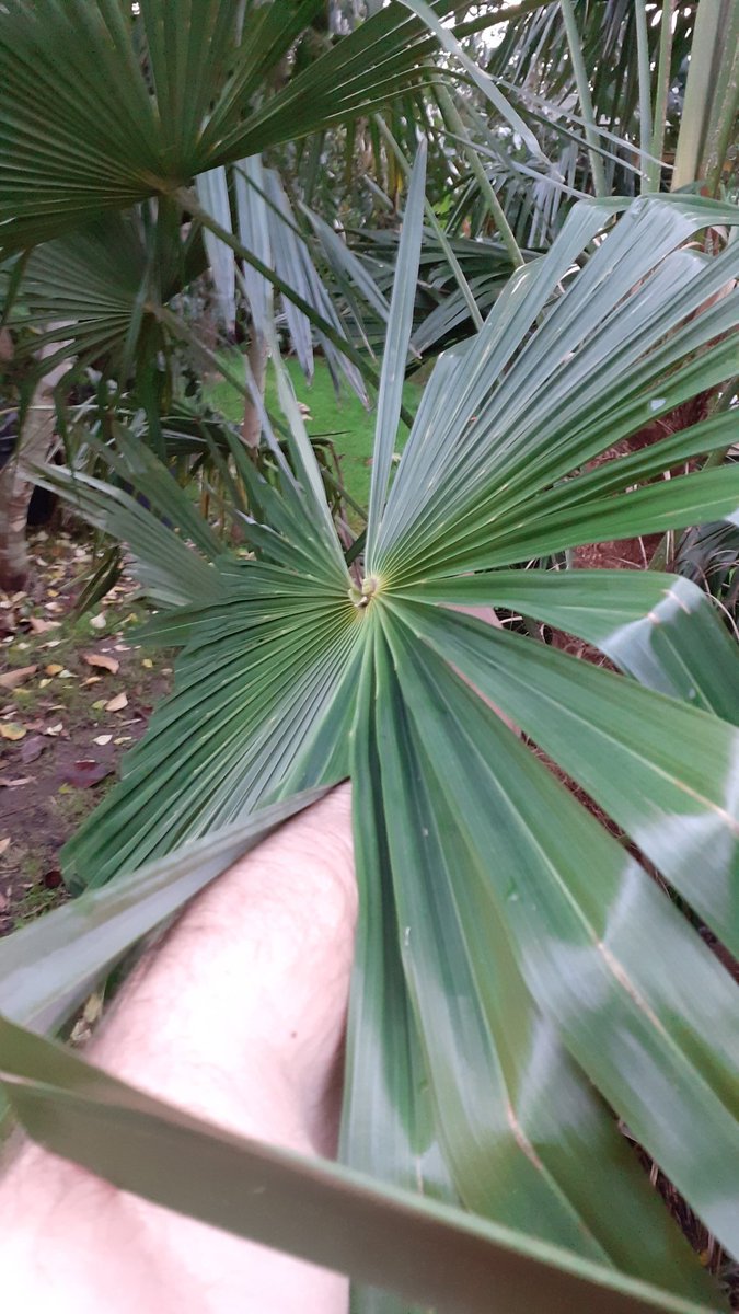 JmC4c's tweet photo. Trachycarpus takil (Kuamon).
#takil #kuamon #trachycarpus #palms #palmtrees #palm #palmtree #gardening #jungle #garden #exogarden https://t.co/hbYf51LsSC