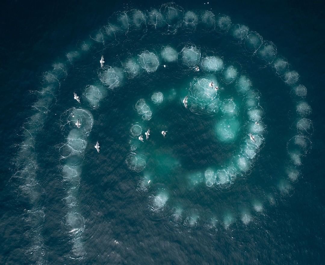 Humpback whales don’t just have size as a strength when it comes to hunting. They actually team up to perform this “bubble technique”. They blow bubbles underwater and swim in an upward spiral, creating a circular net of bubbles that trap the fish making it hard to escape.