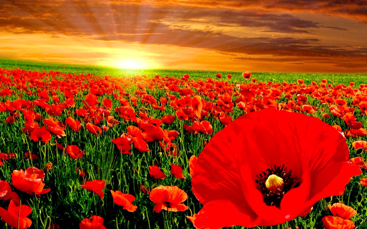 easyTechCare's tweet image. poetryfoundation.org/poems/47380/in…

#RemembranceDay 
#LestWeForget