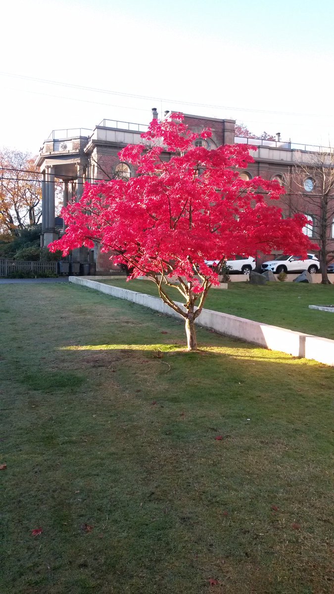 Even trees salute our vets #RemembranceDay2020