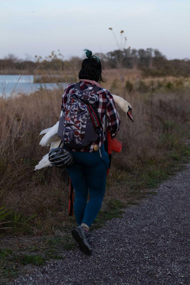 urbanwingznyc's tweet photo. A wildlife rehabber trying to get this injured swan to saftey. I put her on the ground every once in a while to calm her down since this I can imagine is very stressful on her, and honestly I needed to take some breaks, cuz homegirl ain't the lightest bird I've carried. https://t.co/hn0ZrDnu5T