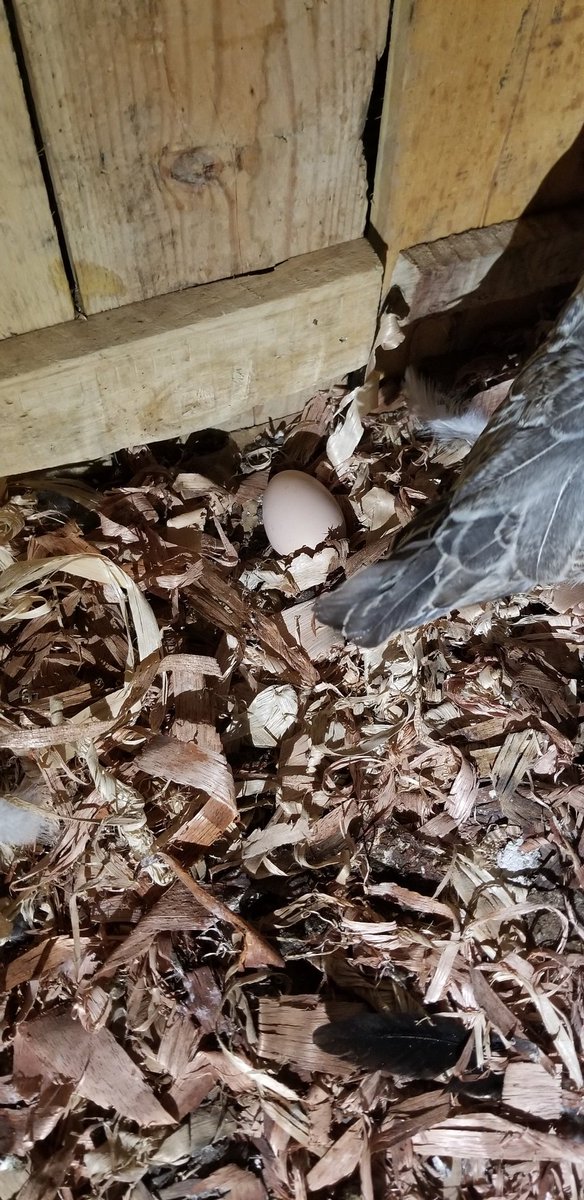 An egg !!! The first one !!! I'm excited !!! &ndash; bei  Imara Daima